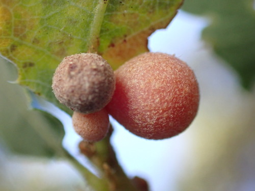 Clustered Gall Wasp photo 3