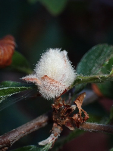 Mountain mahogany gall midge