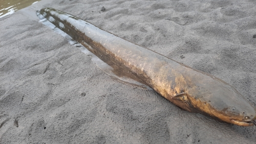 Electric eel (Electrophorus electricus) — Gymnotidae — 3