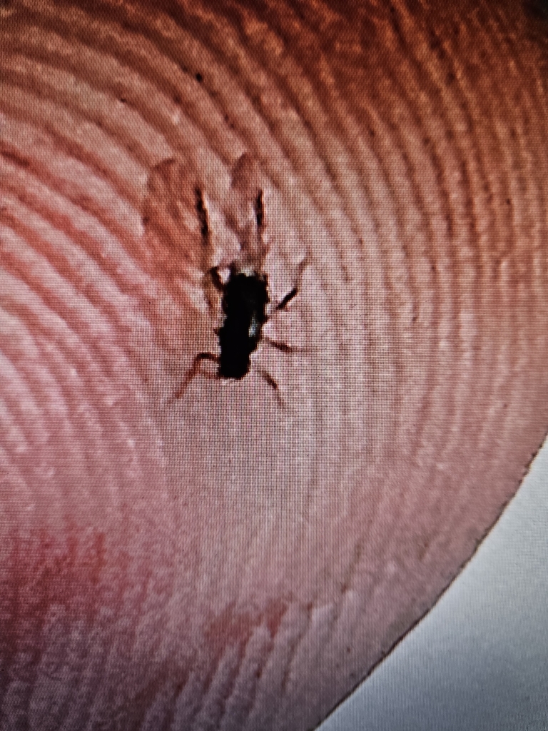 Winged and Once-winged Insects from Orleans, NY, USA on September 11 ...