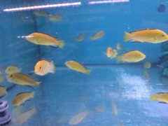 Labidochromis caeruleus