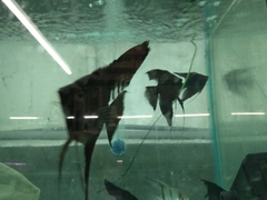 Pterophyllum scalare