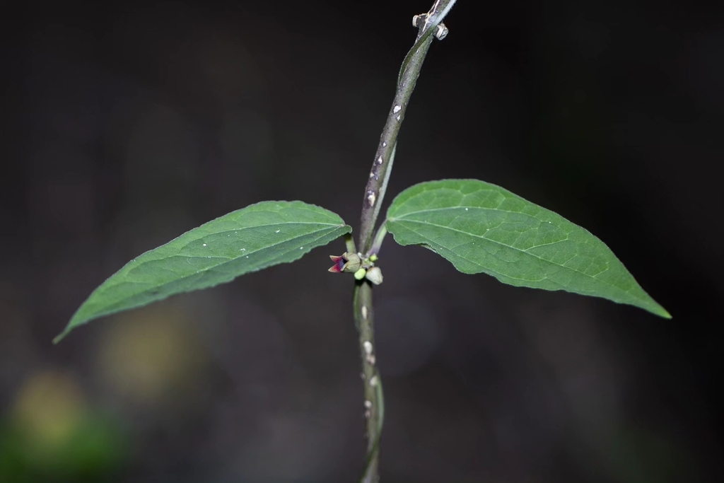 Heterostemma urceolatum