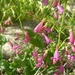 Desert Penstemon - Photo (c) Anthony Mendoza, some rights reserved (CC BY-NC-SA)