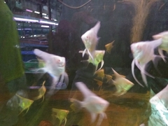Pterophyllum scalare