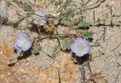Phacelia douglasii