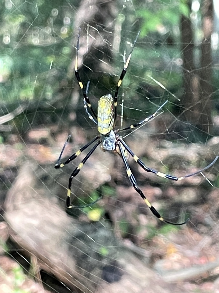 Joro Spider from Atlanta, GA, US on September 10, 2023 at 10:35 AM by ...