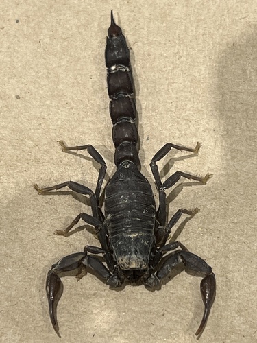 Androctonus ammoneus