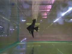 Pterophyllum scalare
