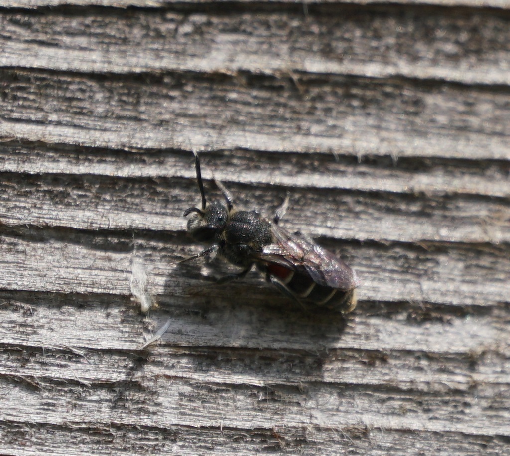 Dioxys cinctus