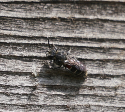 Dioxys cinctus