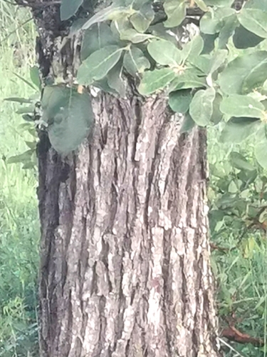 Quercus convallata