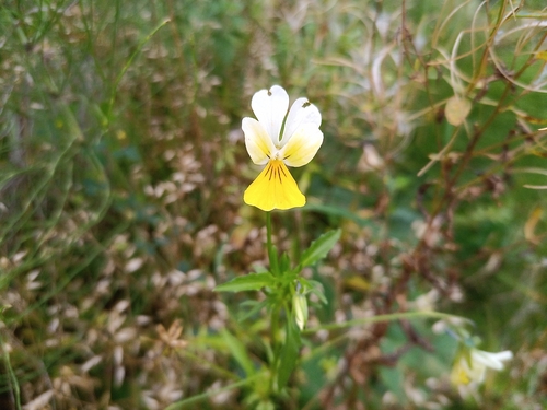fialka žltá (Viola lutea)