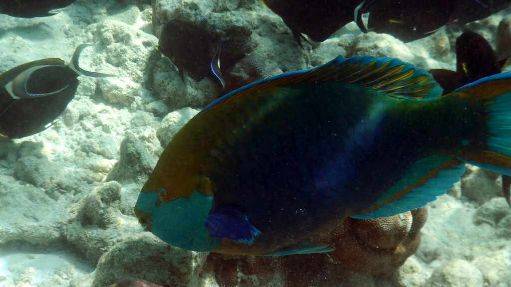 Blue-faced Parrotfish