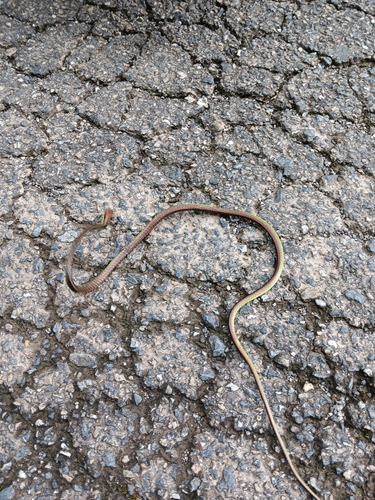 Photo of a Vogel's Bronzeback (Dendrelaphis vogeli)