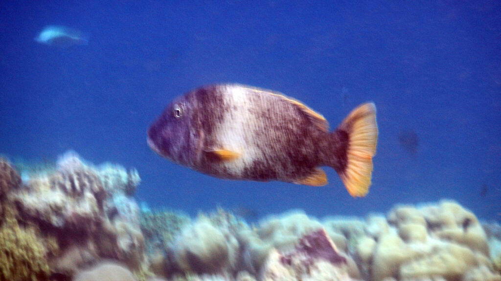Orange-spotted emperor
