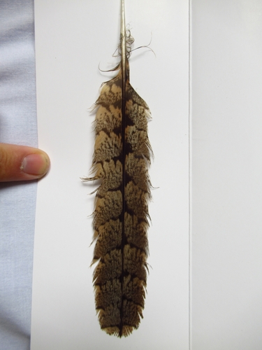 Plume de Engoulevent à collier roux