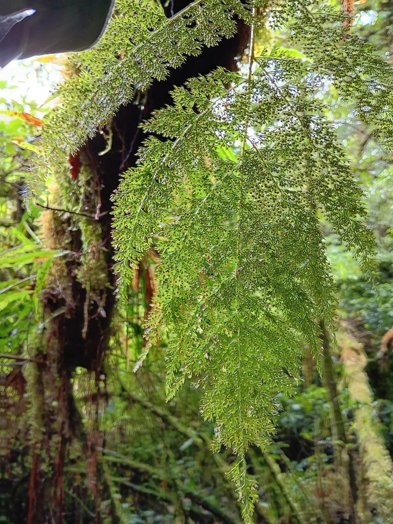Davallia perdurans