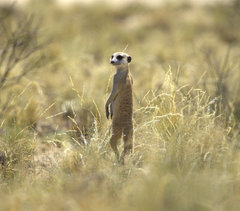Suricata suricatta