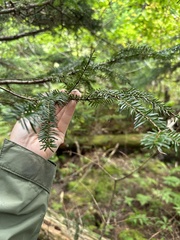 Abies balsamea image