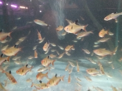 Hyphessobrycon eques