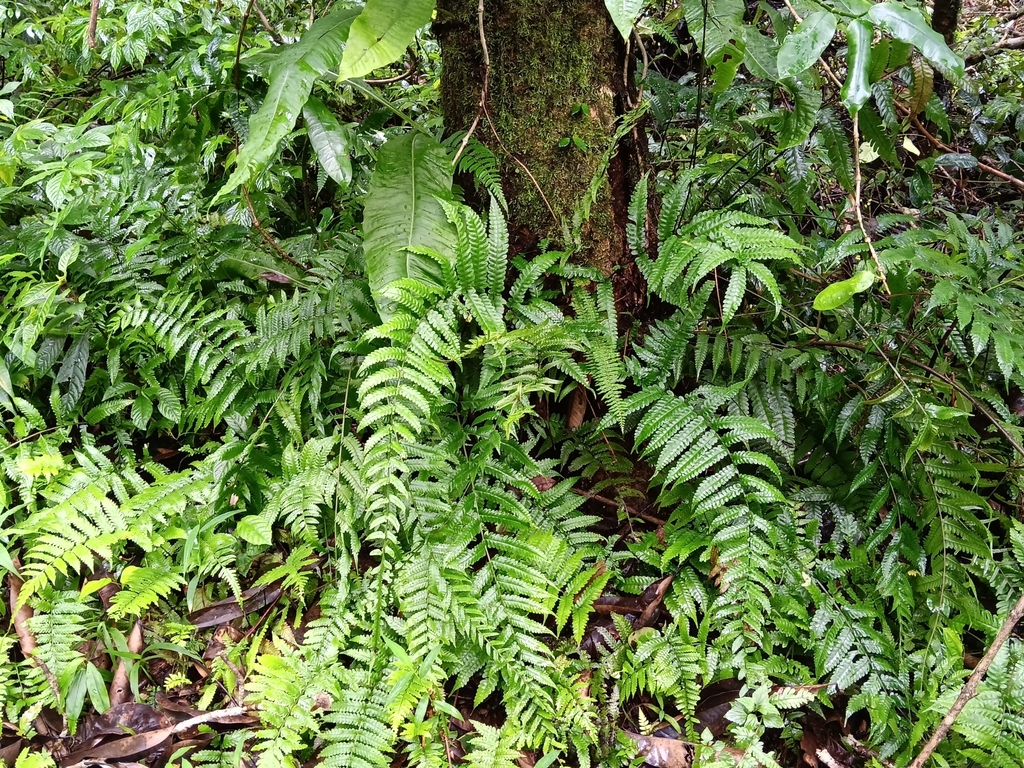 Bolbitis sinensis