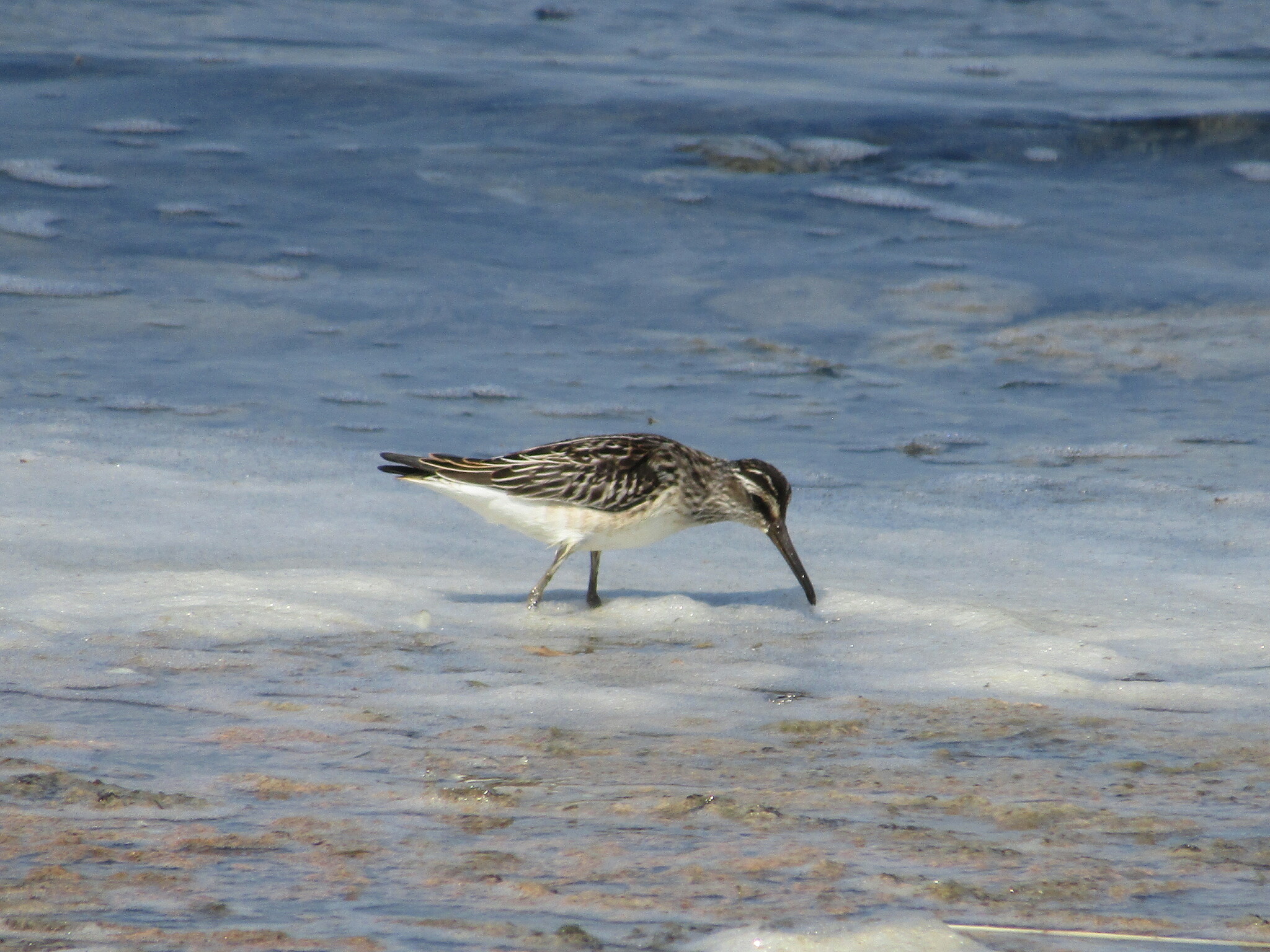 Broad-billed Sandpiper (Calidris falcinellus)