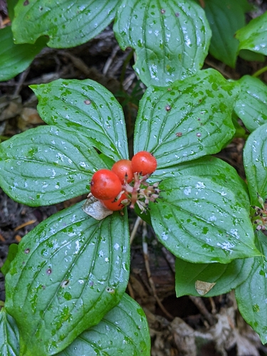 Monogram Lake Trail