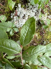 Vaccinium myrtilloides image