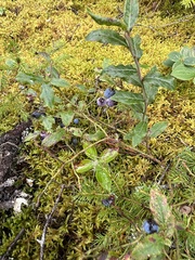 Vaccinium myrtilloides image