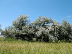 Elaeagnus angustifolia