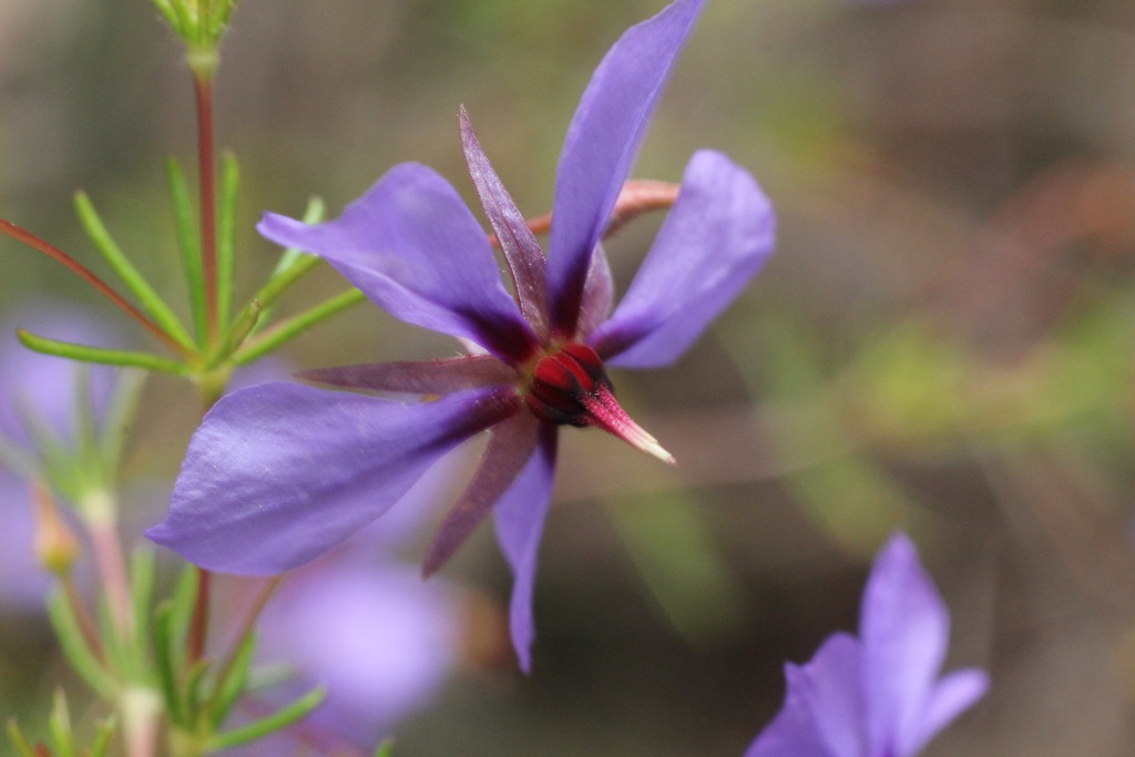 Platytheca galioides