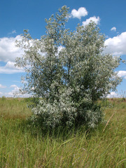 Elaeagnus angustifolia