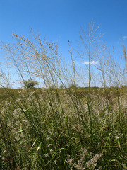 Glyceria arundinacea