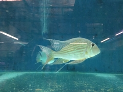 Geophagus