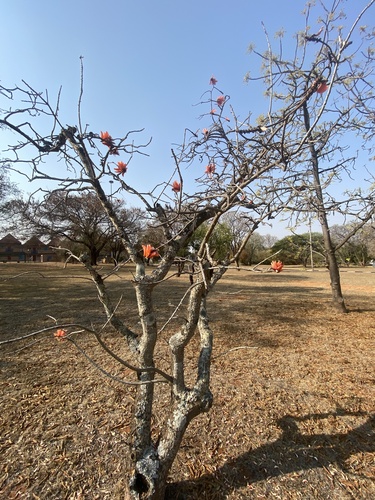 Erythrina lysistemon
