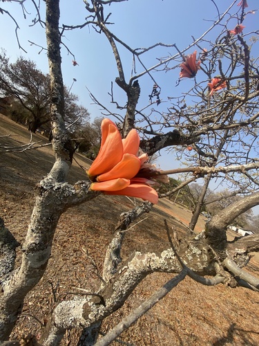 Erythrina lysistemon
