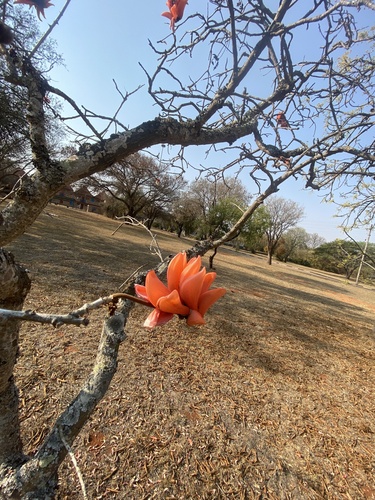 Erythrina lysistemon