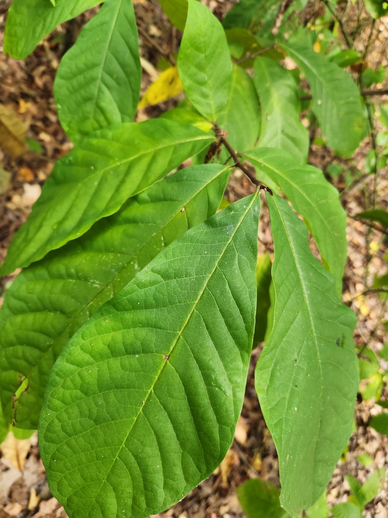 common pawpaw from Charles County, MD, USA on September 9, 2023 at 09: ...