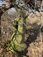 Adenia fruticosa (Adenia fruticosa)