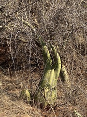 Adenia fruticosa
