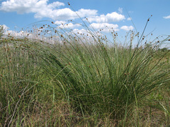 Scirpoides holoschoenus