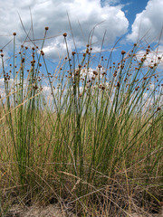 Scirpoides holoschoenus