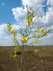 Linaria genistifolia