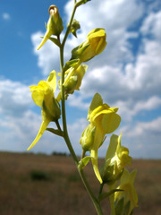 Linaria genistifolia