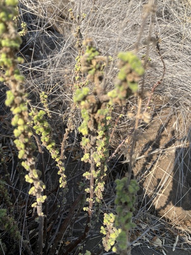 Coleus venteri