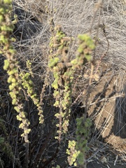 Coleus venteri