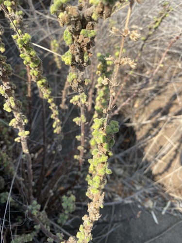 Coleus venteri, photograph 1