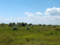 Elaeagnus angustifolia