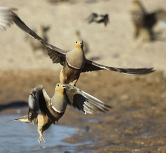 Namaqua Sandgrouse photo 5